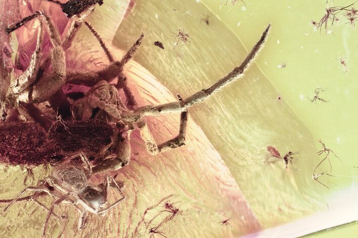 Detailed Fossil Spider (Araneae) In Baltic Amber #330706